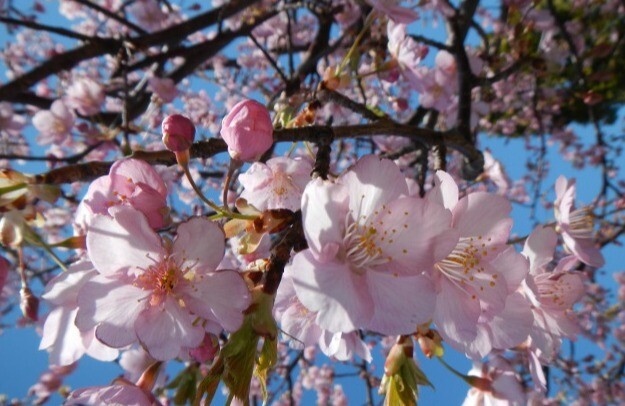 2月のぷら～っとガーデン