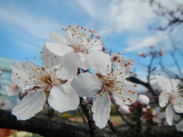 3月のぷら～っとガーデン